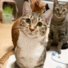 【3/31芝浦】シャムキジ＆キジ白美猫ペア サムネイル4