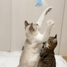 【3/31芝浦】シャムキジ＆キジ白美猫ペア サムネイル7