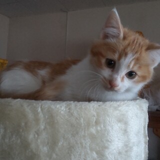 【茶トラ白♂子猫2】家族募集します