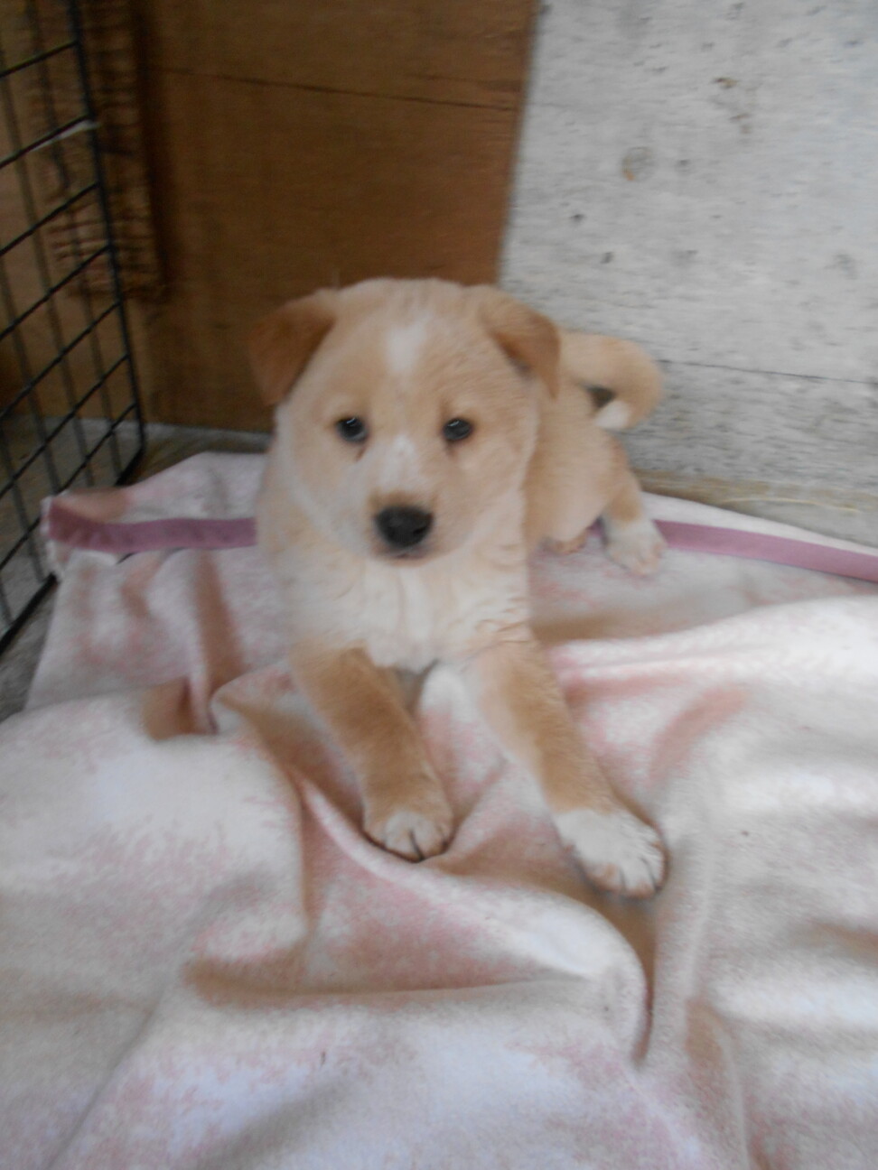 「人懐っこいチロリン」広島県 犬の里親募集(480293) 2枚目の画像 ペットのおうち【里親決定25万頭！】