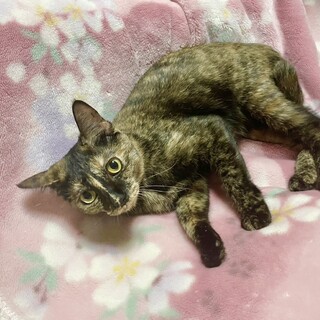 仔猫のように甘えん坊なロビンちゃん