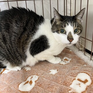 お膝に乗せてね⭐︎ランちゃん⭐︎高齢者○