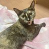 仔猫のように甘えん坊なロビンちゃん サムネイル2