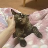 仔猫のように甘えん坊なロビンちゃん サムネイル5