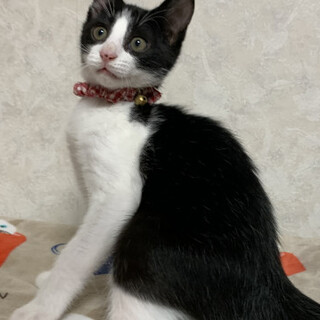 むっちーず兄妹たち・詩子ちゃん