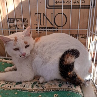 ご年配の方向け白三毛　穏やかな3歳