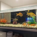 レモン和金、和金2匹と水槽、飼育道具のセット