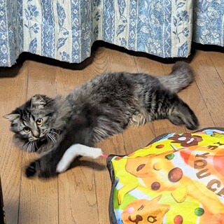 長毛小顔なりりちゃんです☆