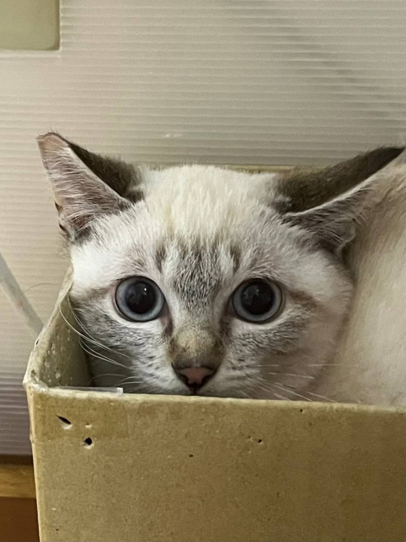 シャム系　子猫　グレータビー サムネイル1