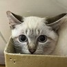 シャム系　子猫　グレータビー サムネイル1