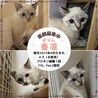 シャム系　子猫　グレータビー サムネイル2