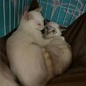 シャム系　子猫　グレータビー サムネイル3