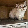 シャム系　子猫　グレータビー サムネイル4
