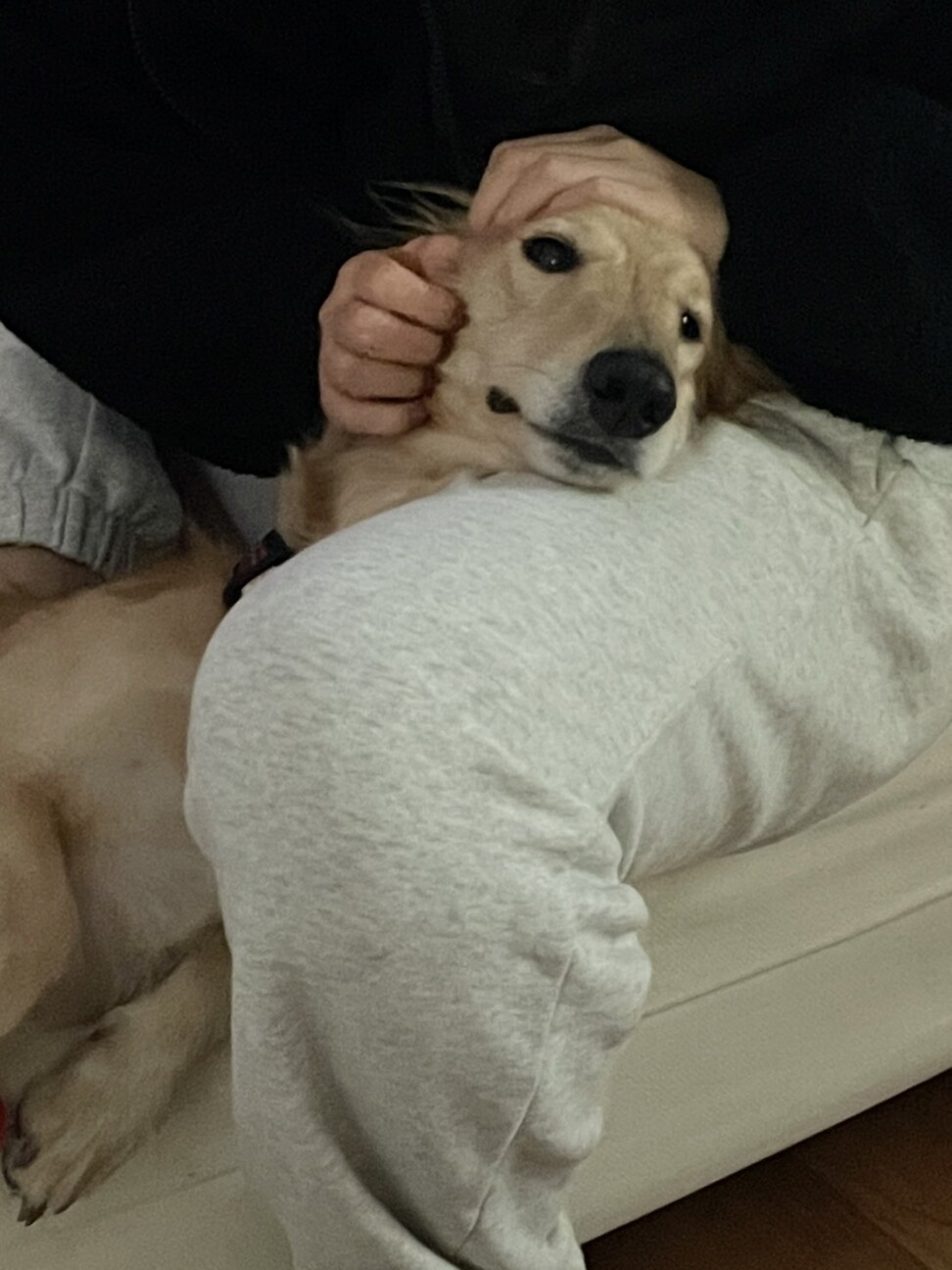 【ノーティー】ボルゾイ×ダックス サムネイル2