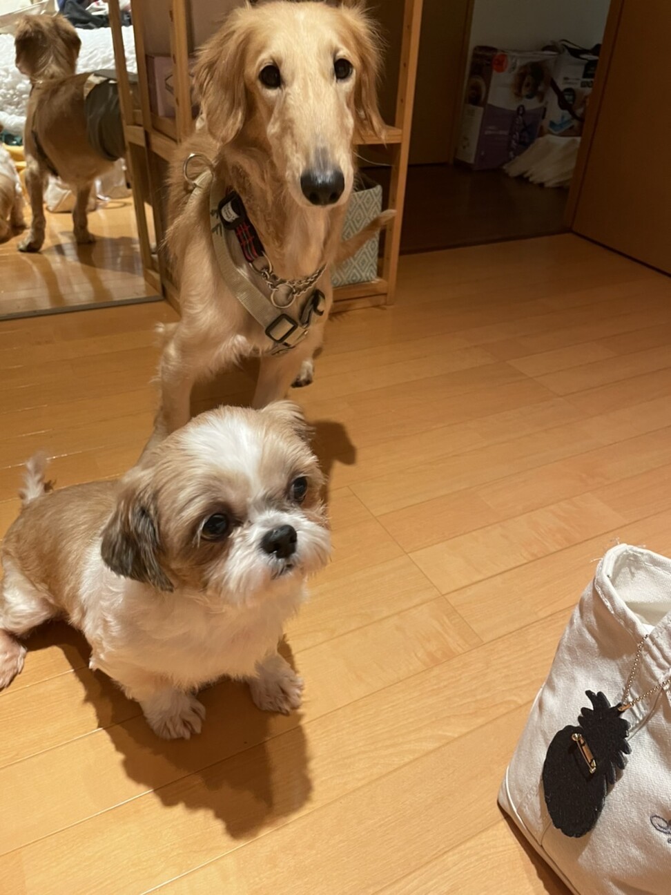 【ノーティー】ボルゾイ×ダックス サムネイル3