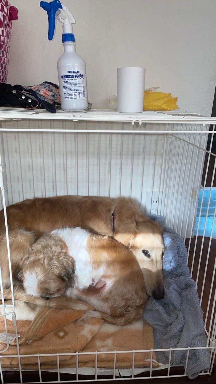 【ノーティー】ボルゾイ×ダックス サムネイル4