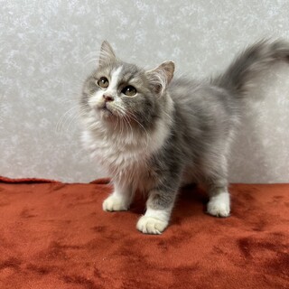 デカくなります‼️洋猫ミックス2か月半❤カクテル