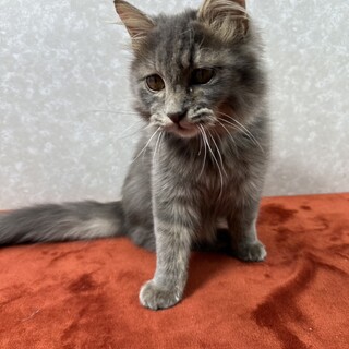 グレー長毛！人に寄り添う甘猫❤生涯の友にタッチ