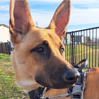 かっこいい大型犬好きな女性❤︎大歓迎です