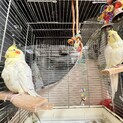 オカメインコ　2匹(交渉中、募集一時停止)