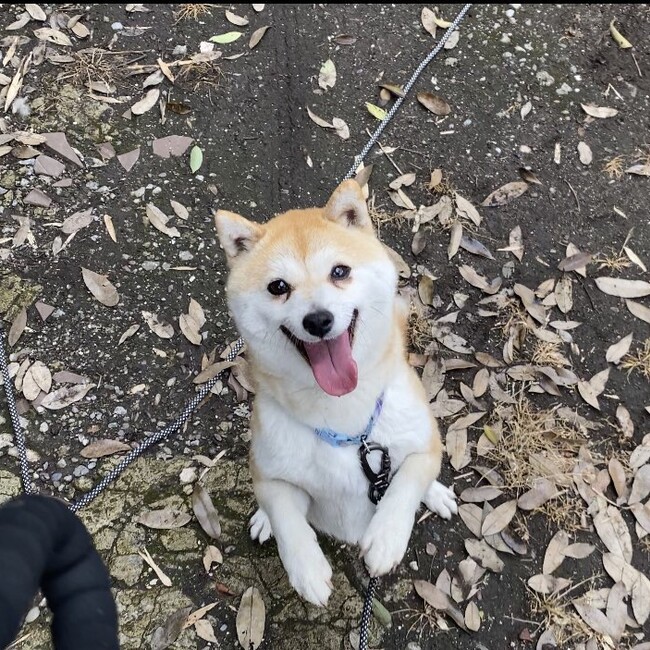 ちゃまにょんのカバー写真