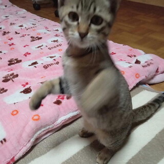 人なつこく可愛い甘えん坊めす子猫