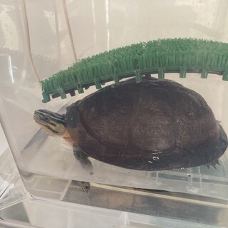 マレーハコガメ