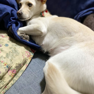 「ほたて」女の子