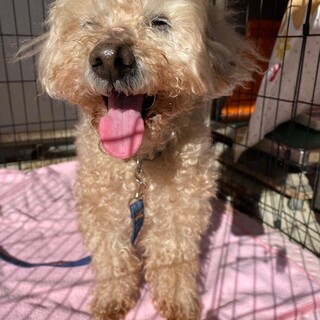 甘えん坊なかわいいプーくん☆