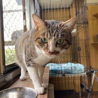 名前を呼ばれるとしっぽを振るチョロくん！