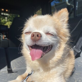 飼い主に一途なミッキー☆