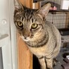 食いしん坊 大樹くん(たいじゅ) サムネイル4