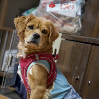 【募集停止】5歳くらい 人間大好きっ子です