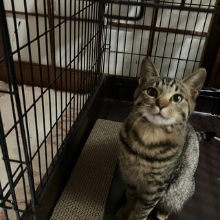 かわいい４兄弟の子猫たち　　その④　 マックン