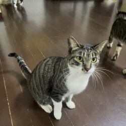 瀬戸ねこ譲渡会