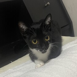 瀬戸ねこ譲渡会 サムネイル2