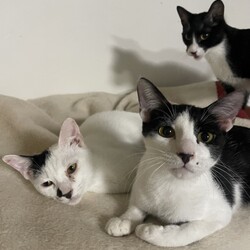 瀬戸ねこ譲渡会 サムネイル3