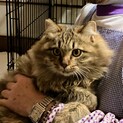 かわいい４兄弟の子猫たち　　その③　ふわちゃん