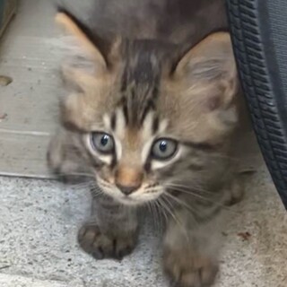 かわいい４兄弟の子猫たち　その②　歌舞（かぶ）くん