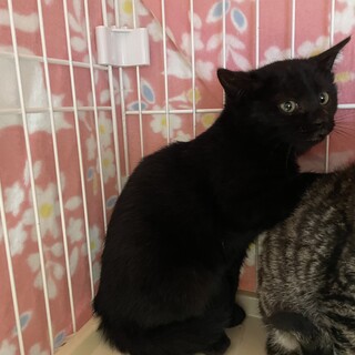 まるで子熊！可愛い黒猫