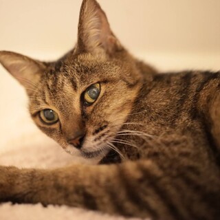 【お見合随時】年齢不詳しまこちゃん1匹飼い希望