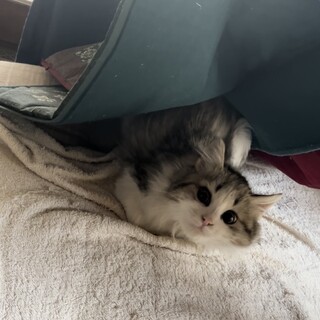 つくば市の迷い猫ちゃんです