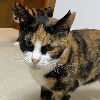 【お見合い随時】個性的な模様のおとなしい三毛