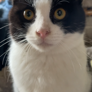 甘えん坊の白黒子ねこちゃん