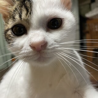 かぎしっぽ白グレートラ柄⭐︎女の子⭐︎五ヶ月