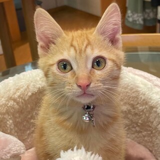 募集停止甘えっ子可愛い茶トラ女子❤️チャー