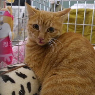 茶トラの女の子、生後8ヶ月