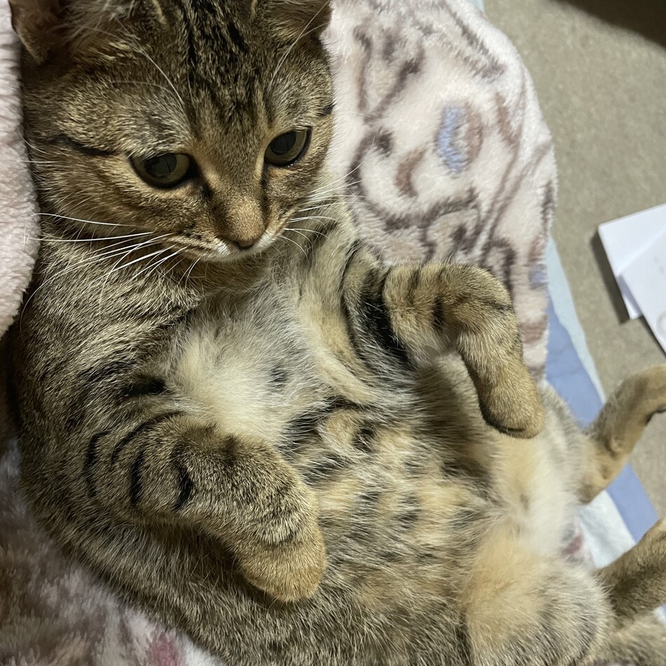 きなこのカバー写真