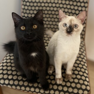 【1/28芝浦】スリゴロ甘えん坊黒半長毛&シャム