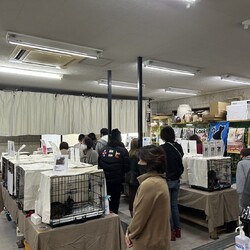 第14回平野ろまねこ譲渡会 サムネイル2